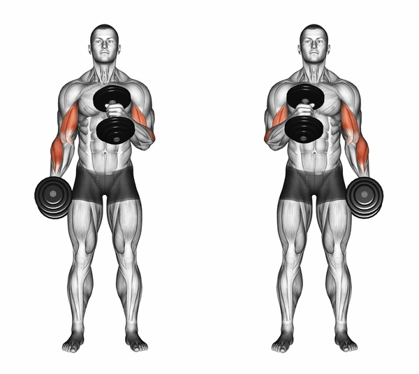 Hammer Curls