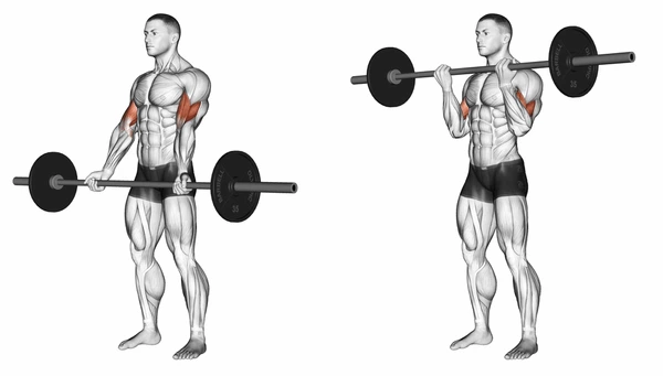 Biceps Barbell Curls: