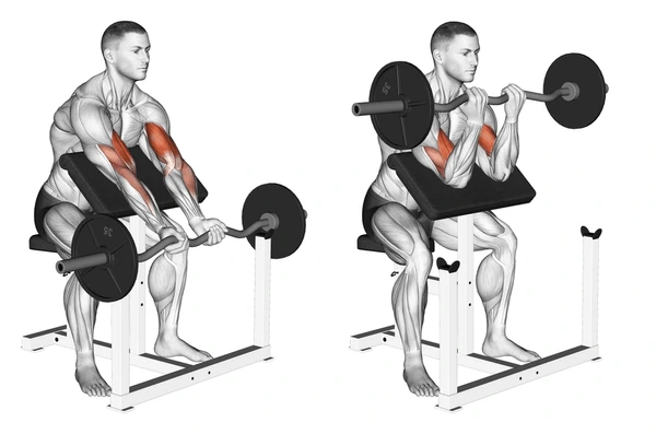 Biceps Preacher Curls