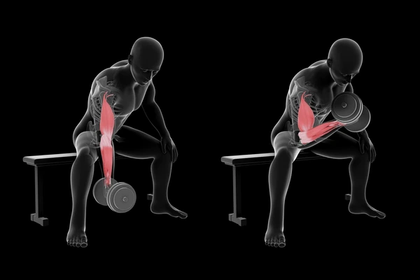 Biceps concentration curls. 3d illustration 