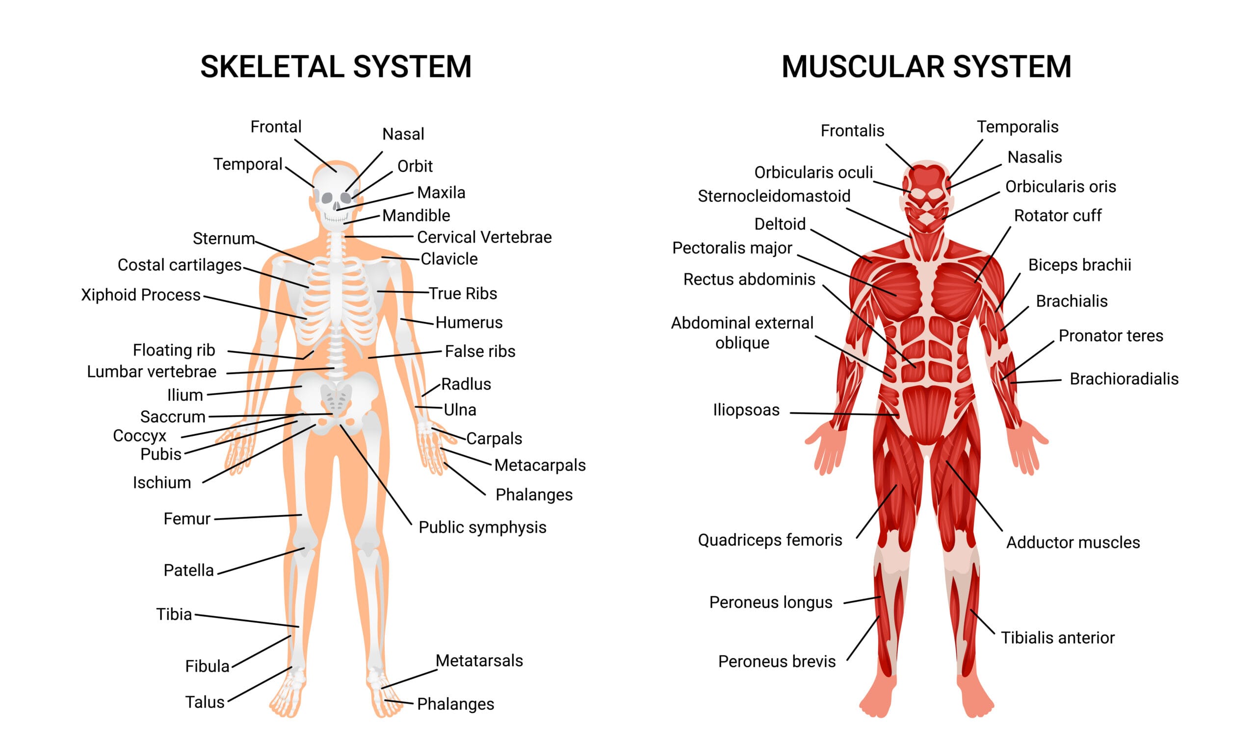 Muscular and skeletal systems anatomy chart complete educative guide poster displaying human figure from front