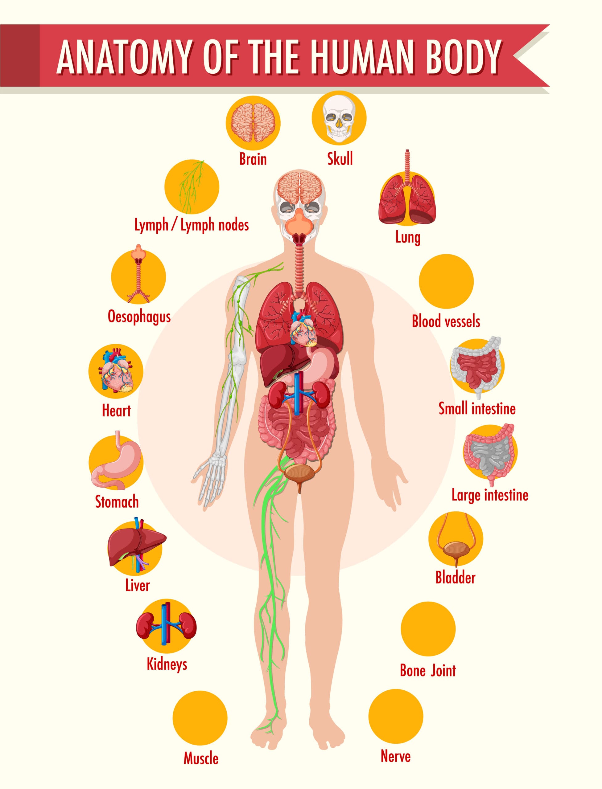 Anatomy of the human body information infographic 