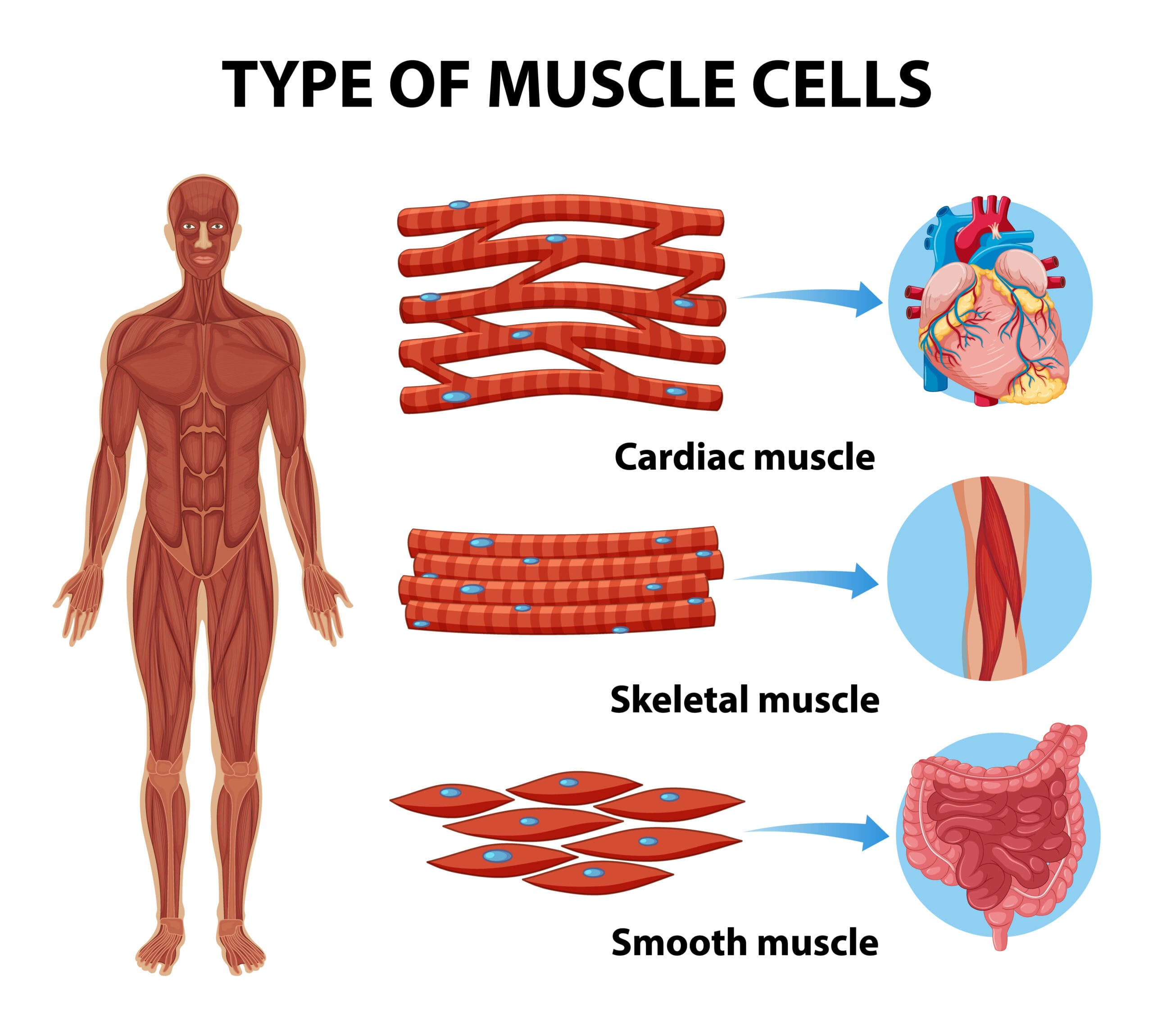 Type of Muscle Cells for health education Infographic Cardiac Muscles, Skeletal Muscles and Smooth Muscles