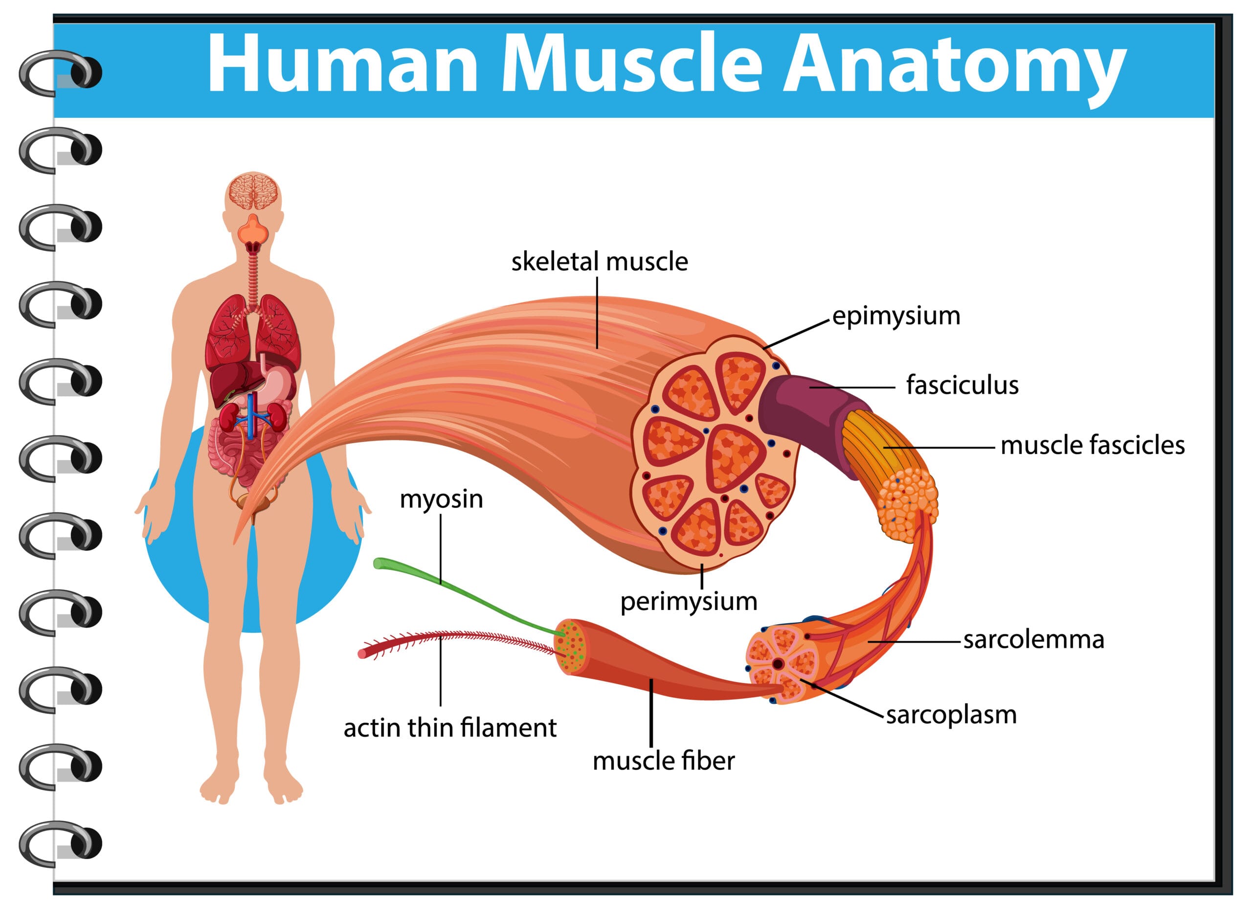 Muscles Human muscle anatomy with body anatomy illustration